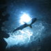 shark