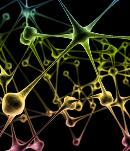 neurons